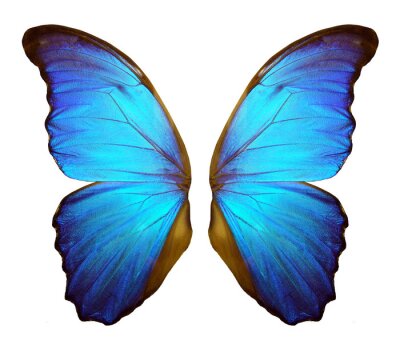 Les ailes d'un grand papillon bleu