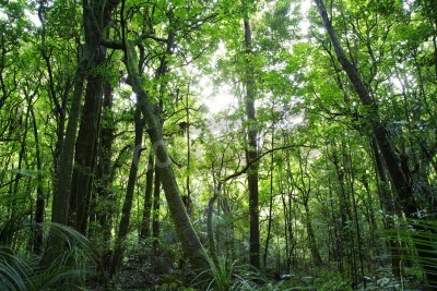 Papier peint  Les arbres de la forêt tropicale