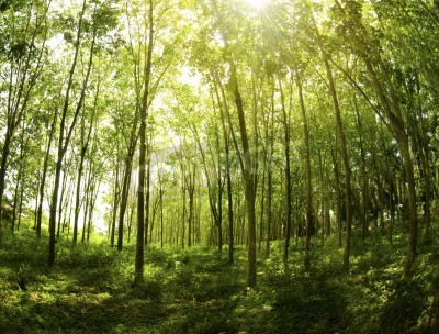 Papier peint  Les arbres maigres de la forêt vierge