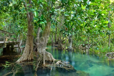 Papier peint  Les arbres qui ont des racines dans la forêt vierge