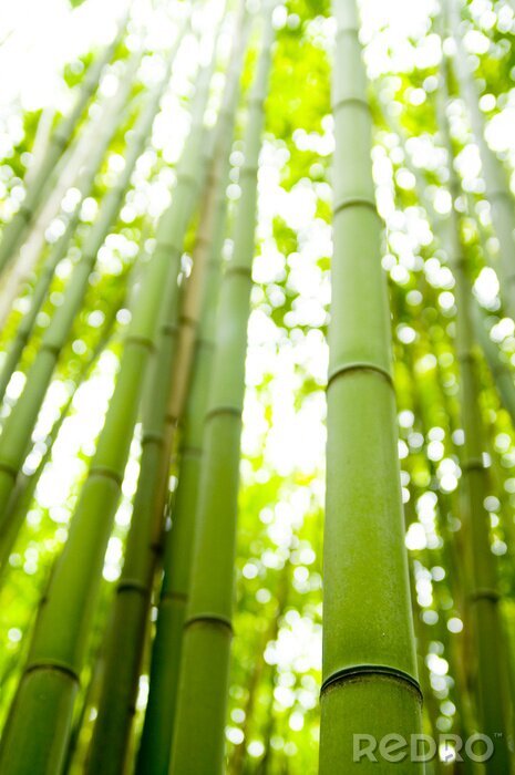 Papier peint  Les bambous dans la nature