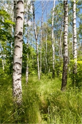 Papier peint  Les bouleaux et la vie sauvage