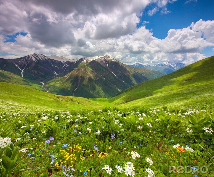 Papier peint  Les champs de fleurs dans les montagnes. Géorgie, Svanétie.