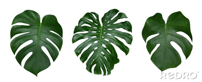 Papier peint  Les feuilles de plantes de Monstera, la vigne à feuilles persistantes tropicales isolées sur fond blanc, le chemin de détourage inclus