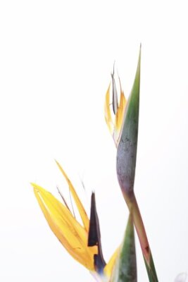 Papier peint  Les fleurs fleurs de Strelitzia est.