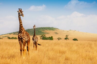 Papier peint  Les girafes Masai marchant dans l'herbe sèche de la savane