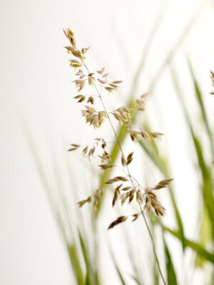 Papier peint  Les graminées dans la nature