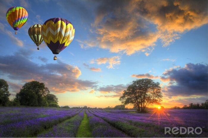 Papier peint  Les montgolfières survolant lavande paysage coucher du soleil