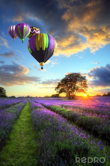 Papier peint  Les montgolfières survolant le coucher du soleil paysage de lavande