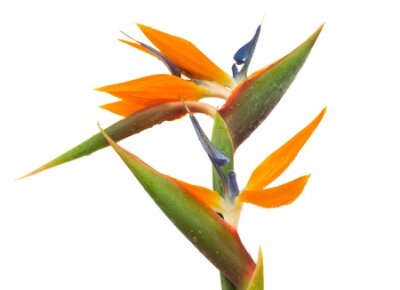 Papier peint  Les oiseaux de paradis (Strelitzia) isolé sur blanc bacground