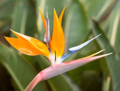 Papier peint  Les oiseaux de paradis (Strelitzia) isolé sur le vert