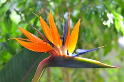Papier peint  Les oiseaux de paradis (Strelitzia) sur le vert naturel