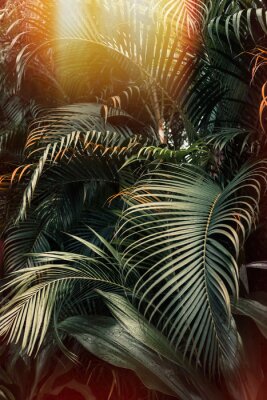 Les palmiers au soleil