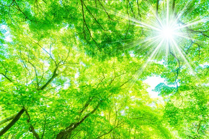 Papier peint  Les plantes au soleil