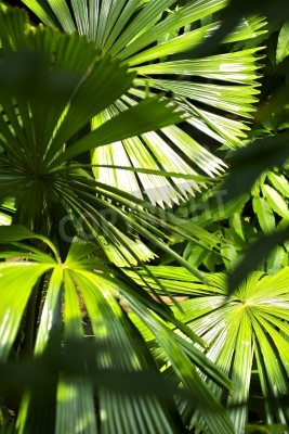 Papier peint  Les plantes de la jungle au soleil