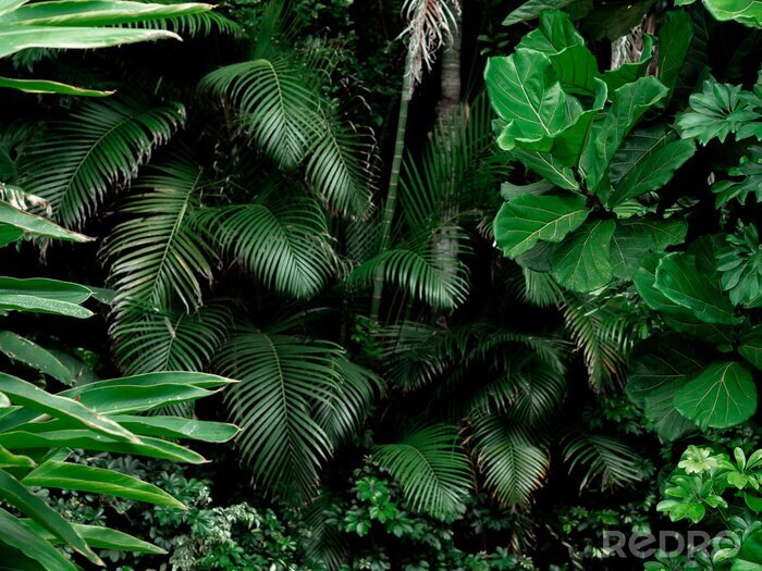 Papier peint  Les plantes vertes dans la forêt vierge