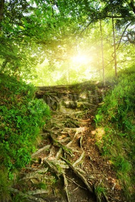 Papier peint  Les racines des arbres dans la forêt vierge