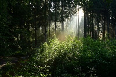 Les rayons du soleil dans la forêt