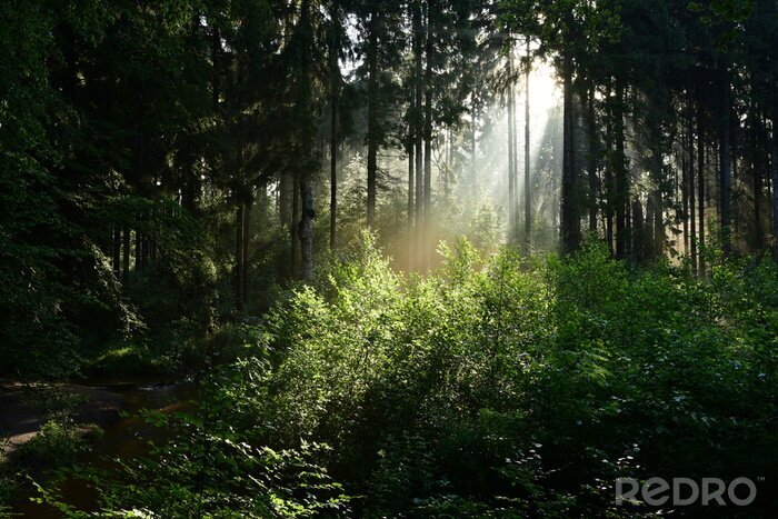 Papier peint  Les rayons du soleil dans la forêt