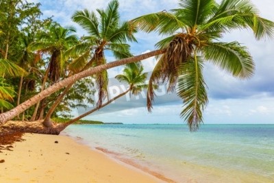 Papier peint  Les tropiques au bord de l'océan