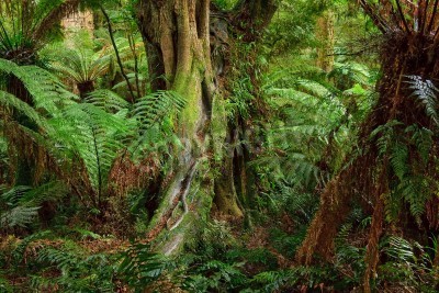 Papier peint  Les tropiques en Australie