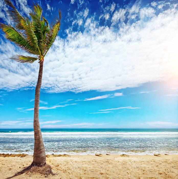 Papier peint  Les tropiques en Haïti