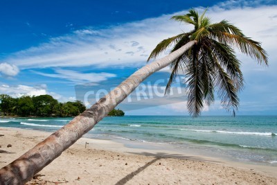 Papier peint  Les tropiques et le ciel bleu