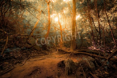 Papier peint  Les tropiques vintage