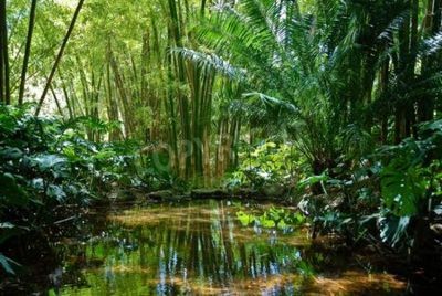 Papier peint  Les zones humides de la forêt vierge