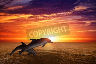 Papier peint  Lever de soleil avec des dauphins dans l'océan