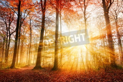 Papier peint  Lever de soleil dans la forêt d'automne