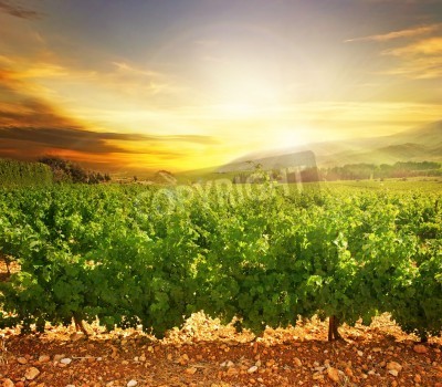 Papier peint  Lever de soleil dans un vignoble