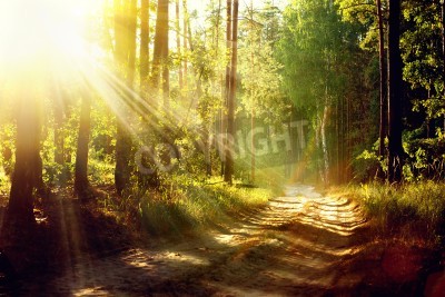 Papier peint  Lever de soleil dans une forêt