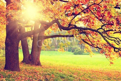 Papier peint  Lever de soleil dans une forêt d'automne