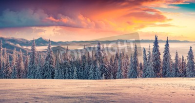 Papier peint  Lever de soleil derrière les arbres de Noël de la montagne