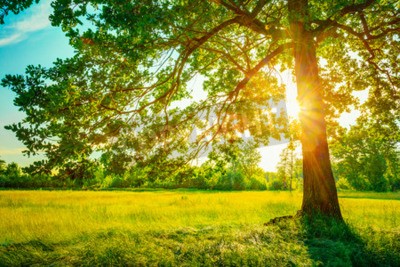 Papier peint  Lever de soleil derrière un arbre