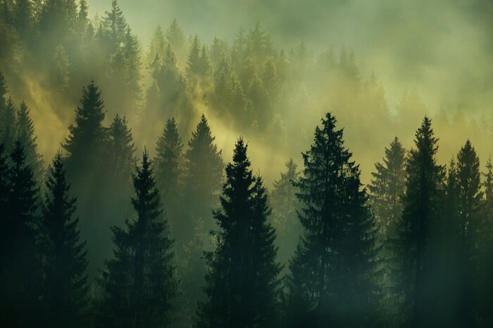 Papier peint  Lever de soleil en forêt