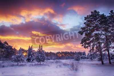Papier peint  Lever de soleil et forêt dans la neige