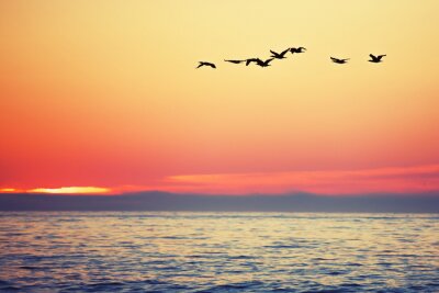 Papier peint  Lever de soleil et oiseaux au bord de la mer