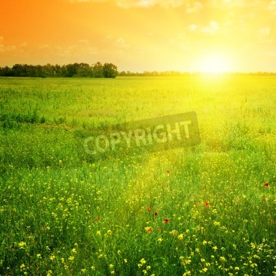 Papier peint  Lever de soleil orange sur un champ
