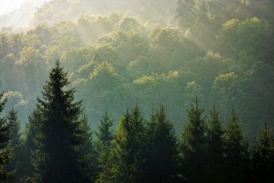 Lever de soleil sur la forêt brumeuse