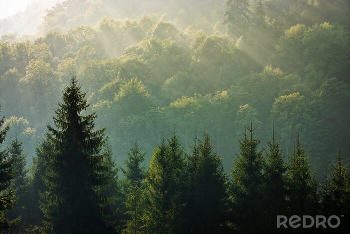 Papier peint  Lever de soleil sur la forêt brumeuse
