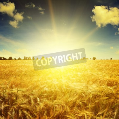 Papier peint  Lever de soleil sur un champ de blé