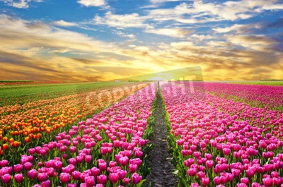 Papier peint  Lever de soleil sur un champ de tulipes
