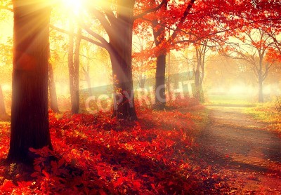 Papier peint  Lever de soleil sur une forêt brumeuse