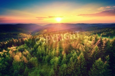 Papier peint  Lever de soleil sur une forêt verte