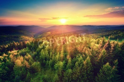 Papier peint  Lever de soleil sur une forêt verte