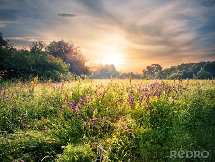 Papier peint  Lever de soleil sur une prairie fleurie