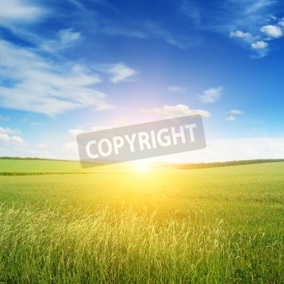 Papier peint  Lever de soleil sur une prairie verte