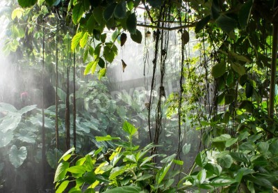 Papier peint  Lianes dans la forêt tropicale